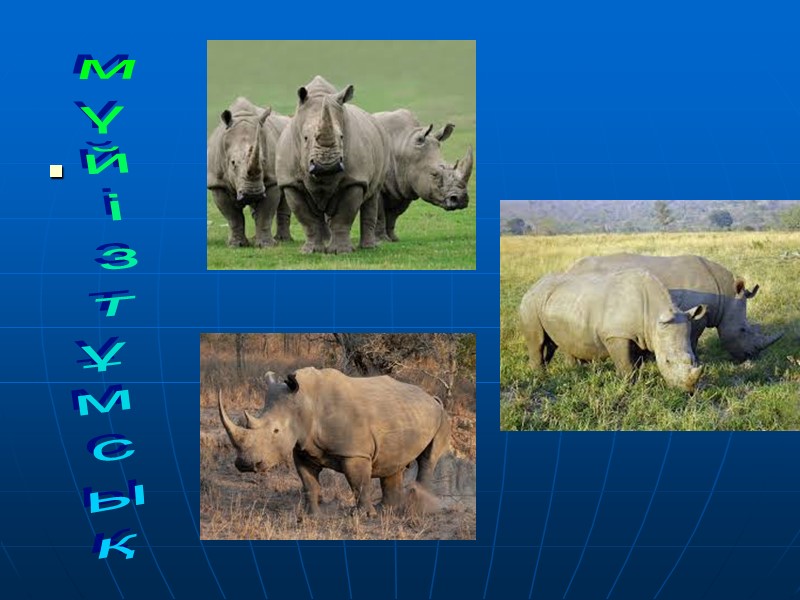 мүйізтұмсық